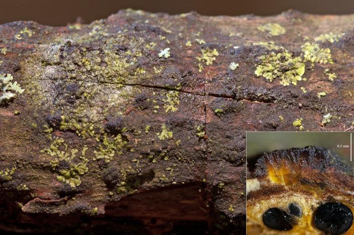 Представитель Семейства Thyridiaceae